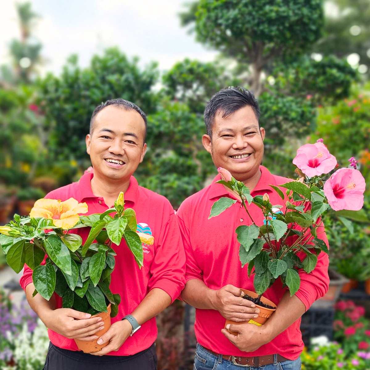 Owners are holding two Hibiscus plants